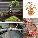 bonsai-training-wire-kit-for-bonzai-tree-6.jpg