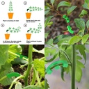 80-pcs-plant-stem-training-clips-low-str-4.jpg